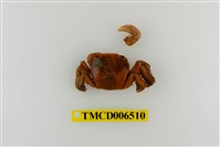 藏品(字紋弓蟹)的圖片